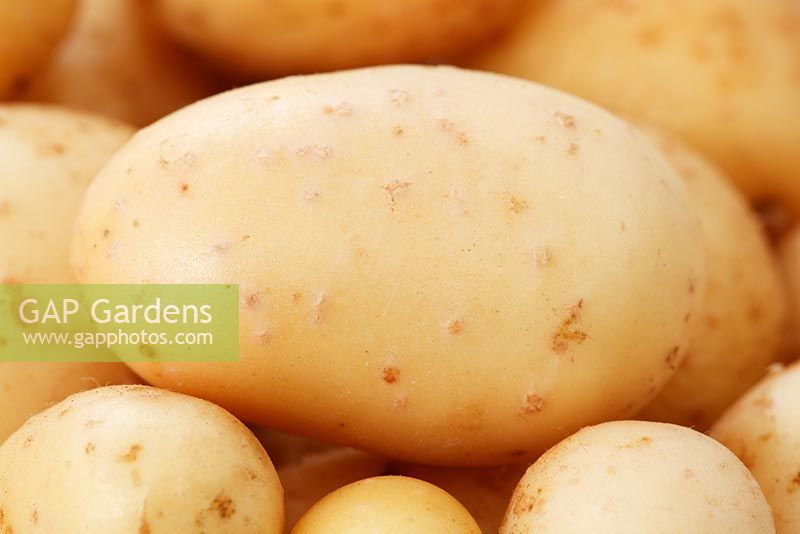 Solanum tuberosum 'Golden Nugget' 