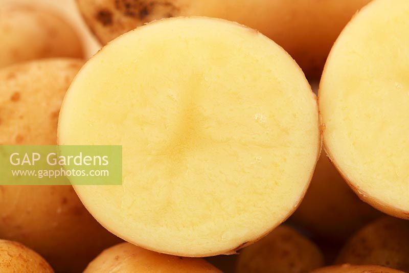 Solanum tuberosum 'Golden Nugget' - Cross section