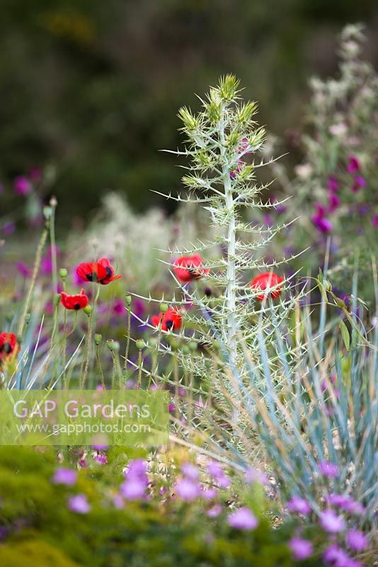 Papaver rhoeas mingling with Ptilostemon diacantha in a gravel garden planted to attract wildlife