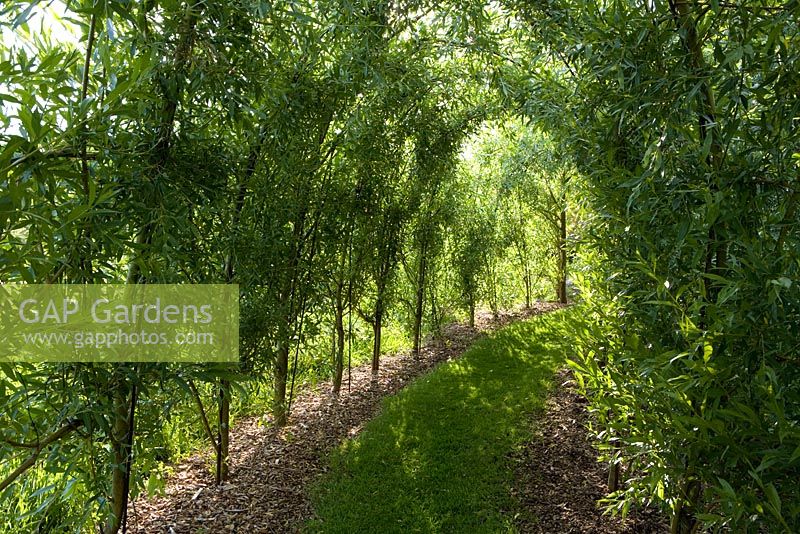 Living willow tunnel