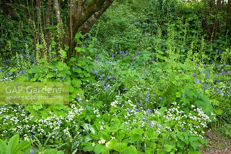 Tellima grandiflora, sweet woodruff, Galium odoratum syn. Asperula odorata, Geraniums and bluebells in the woodland garden at Glebe Cottage