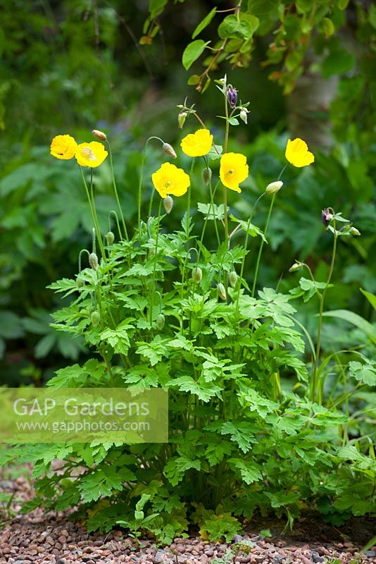 Meconopsis cambrica - Welsh poppies
