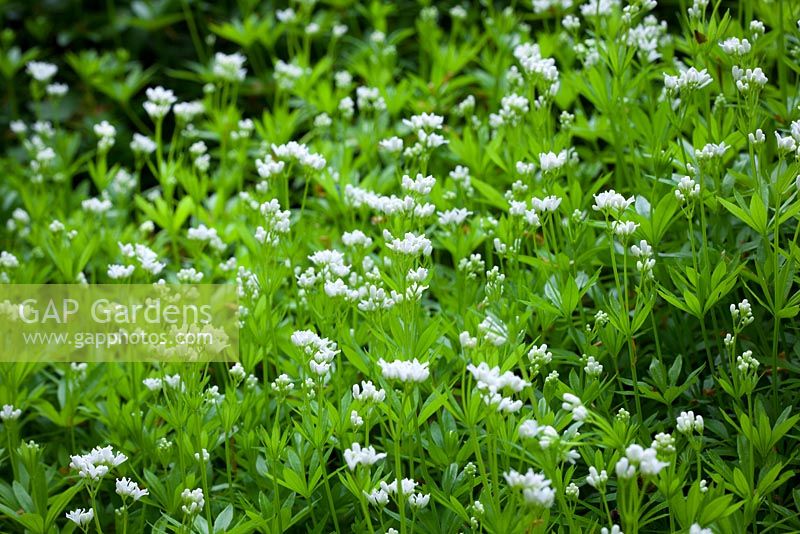 Galium odoratum syn. Asperula odorata - Sweet Woodruff