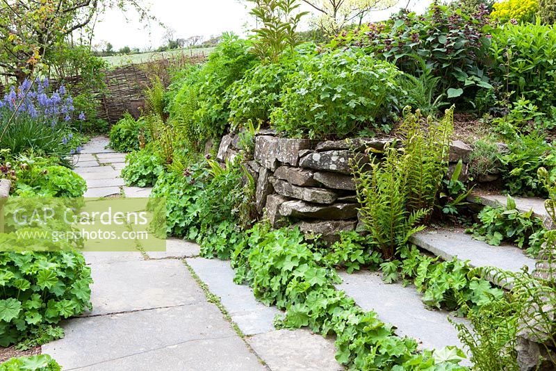 Flag stone path, ferns and Alchemillas mollis growing in the stone walls at Glebe Cottage