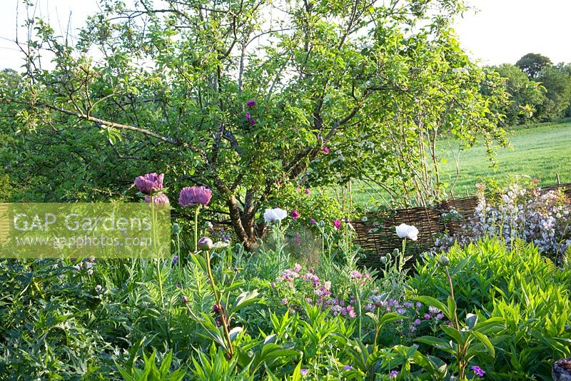 Oriental poppies in Annie's garden at Glebe Cottage including Papaver orientale 'Patty's Plum'