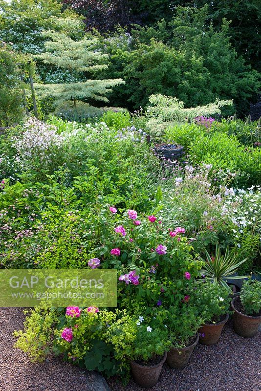 Alice's garden at Geleb Cottage with Rosa mundi - Rosa gallica 'Versicolor' in the foreground