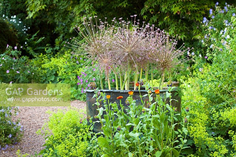 Allium schubertii in a copper container surrounded by Alchemilla mollis at Glebe Cottage