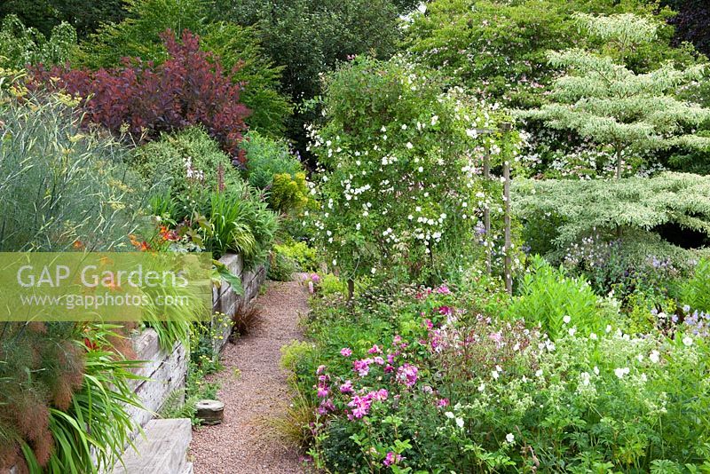 Alice's garden at Glebe Cottage, Rosa mundi, geraniums, Cornus controversa 'Variegata', Lobelia tupa and Rosa 'Sander's White' on pergola
