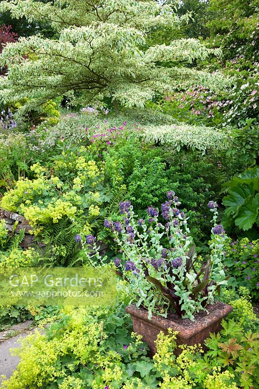 Pot of Cerinthe major 'Purpurascens' and Eucomis comosa 'Sparkling Burgundy' surrounded by Alchemilla mollis with Cornus controversa 'Variegata' in the background