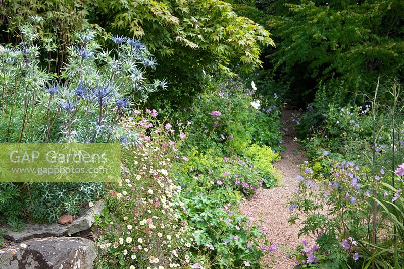 Eryngium bourgatii Blue Form on top of the wall with Erigeron karvinskianus - Mexican daisy. Gravel path leading into the woodland garden at Glebe Cottage