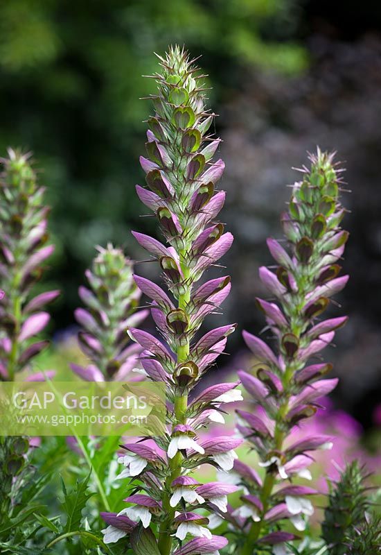 Acanthus spinosus - Bear's Breeches