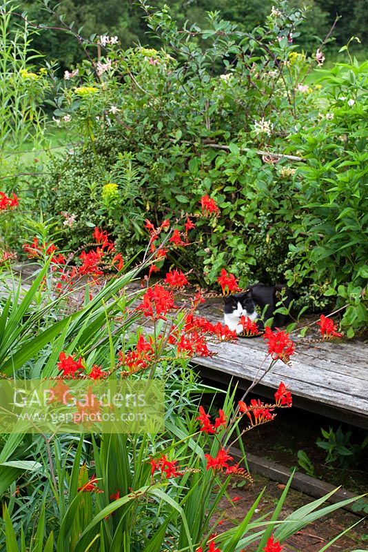 Crocosmia 'Lucifer' at Glebe Cottage with honeysuckle in the background. Cat on bench