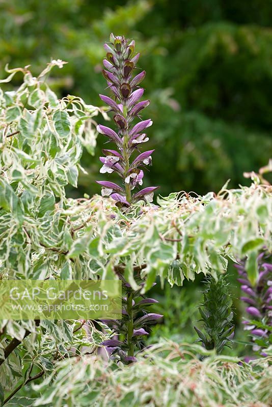 Acanthus spinosus growing up through the lower branches of Cornus controversa 'Variegata'