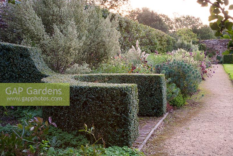 Clipped shaped buttress in September border at dawn - Parham, West Sussex