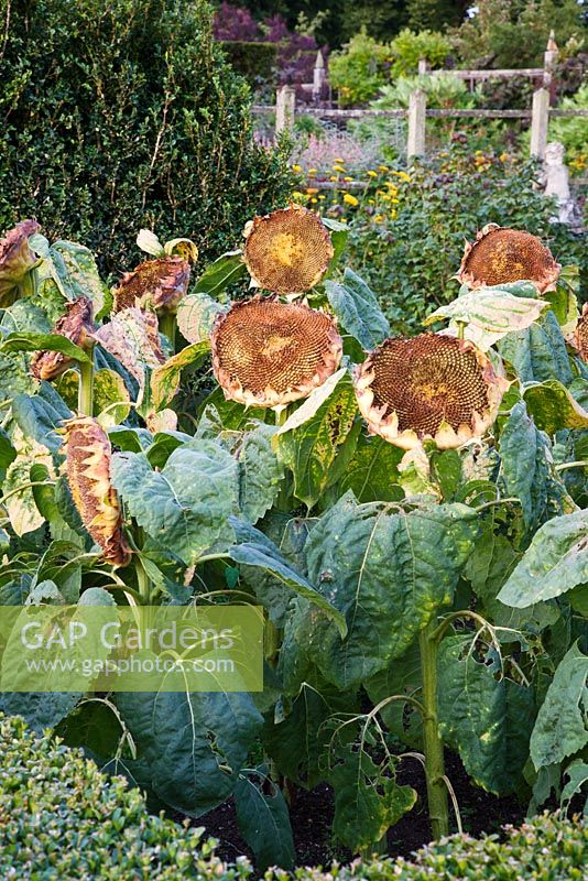 Sunflowers in September - Parham, West Sussex