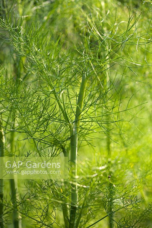 Foeniculum vulgare - Fennel at Town Place