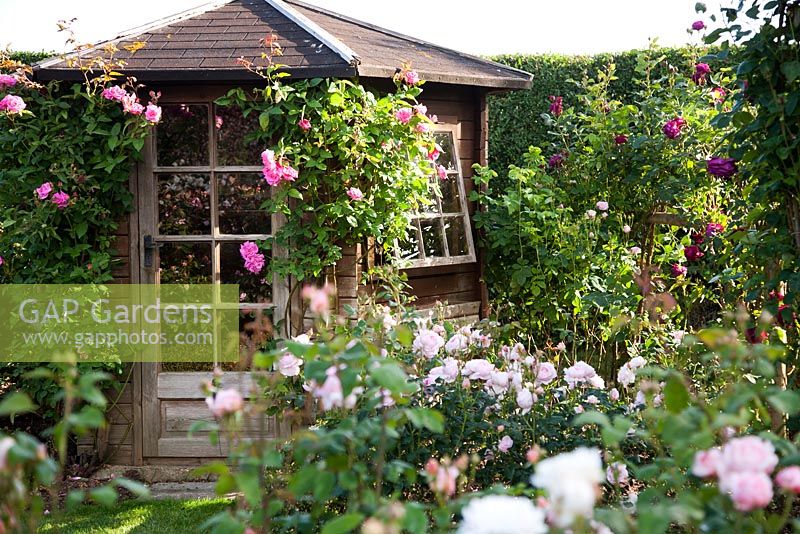 Summerhouse with Rosa 'Zephirine Drouhin' - Town Place
