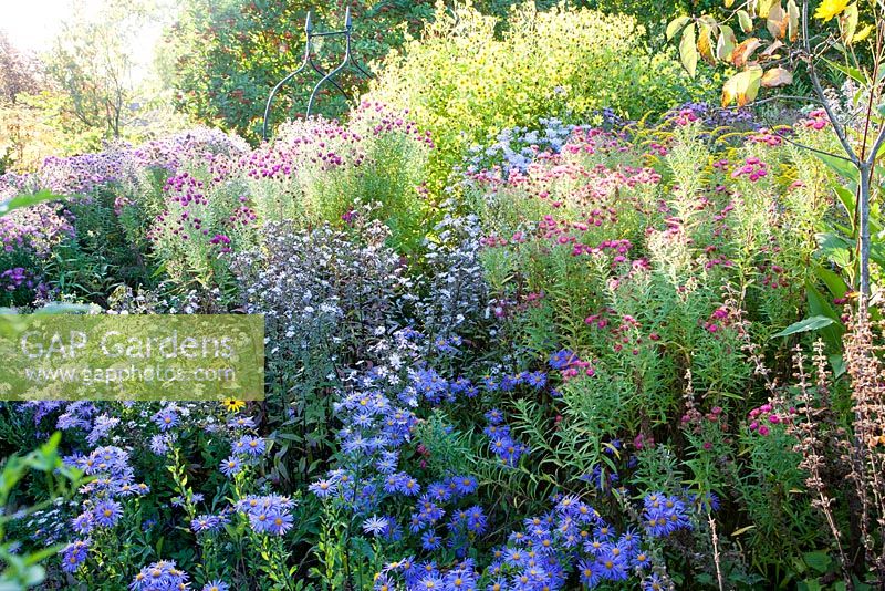 Dramatic autumn border of Asters including Aster 'King George' - The Picton Garden, Colwall