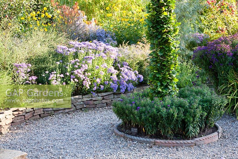 Autumn border of mixed Asters with complementary shrubs and tree as focal point - The Picton Garden, Colwall