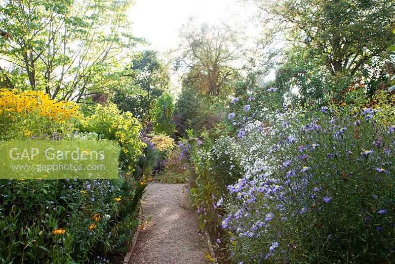 Path leading through autumn planting including Aster turbinellus hybrid and Rudbeckia subtomentosa in evening light - The Picton Garden, Colwall 