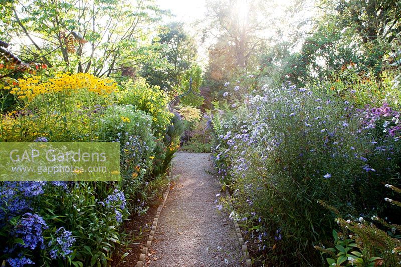 Path leading through autumn planting including Aster turbinellus hybrid and Rudbeckia subtomentosa in evening light - The Picton Garden, Colwall 