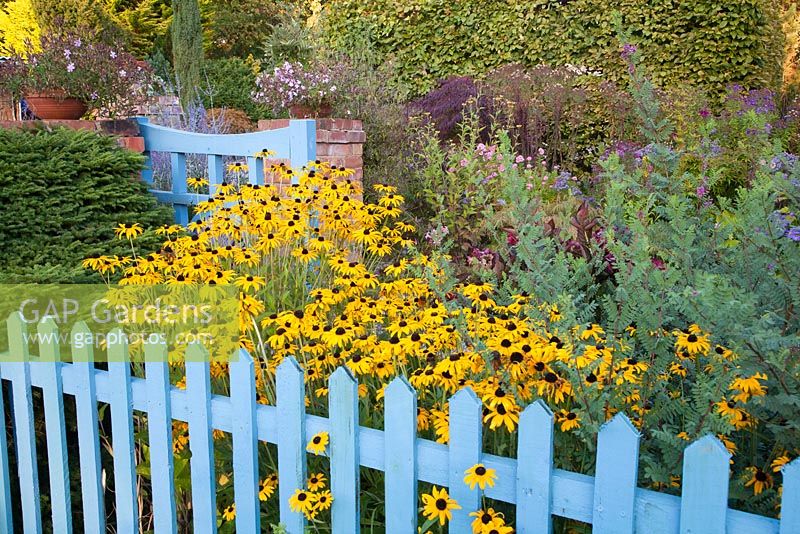 Painted fence and gate complementing autumn border including Rudbeckia fulgida deamii Old Court Nurseries - The Picton Garden, Colwall