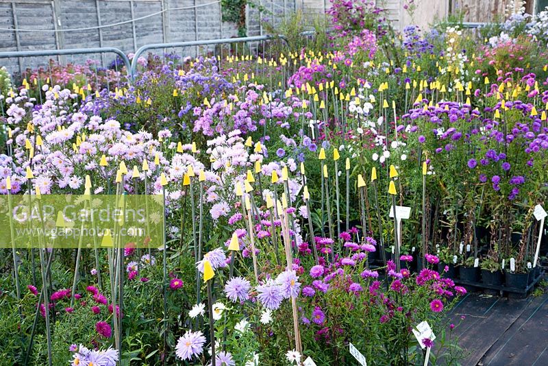 Aster plants for sale in Autumn Old Court Nurseries - The Picton Garden, Colwall