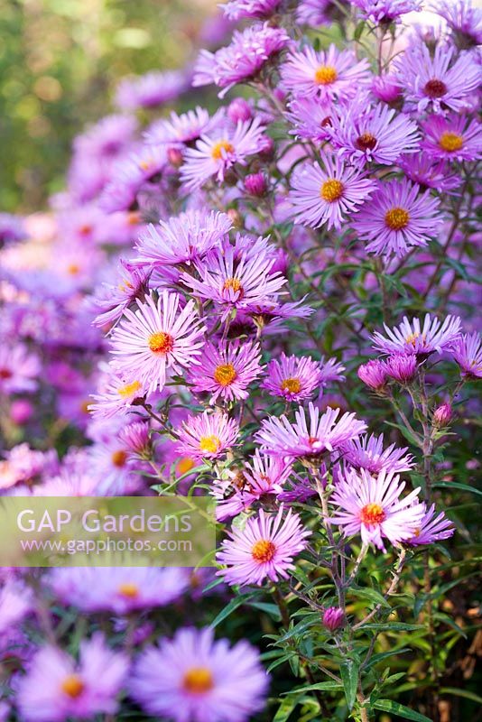 Aster 'Brunswick' - The Picton garden, Colwall