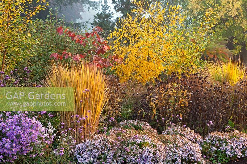 Mixed Autumn border in Adrian's Wood, The Bressingham Gardens, Norfolk, UK. Portrait of autumnal scene.