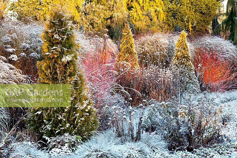 The Summer Garden in December. Bressingham Gardens, Norfolk, UK. Designed by Adrian Bloom.