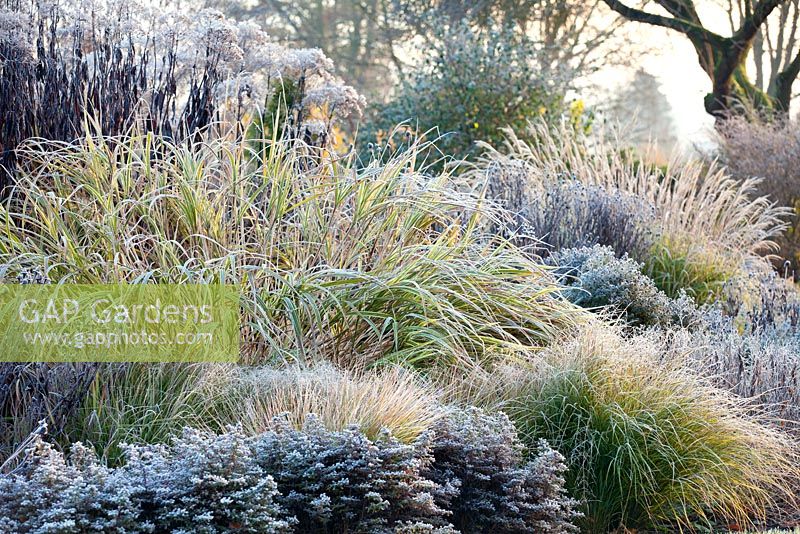 Mixed Perennial and Ornamental Grass border in The Summer Garden in November, Winter. Bressingham Gardens, Norfolk, UK.