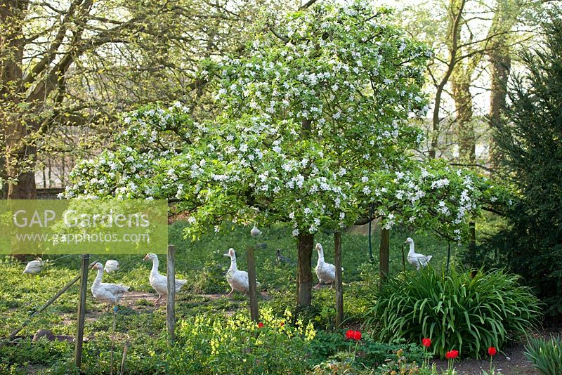 Malus tree with blossom with geese at Wretham Lodge, Norfolk