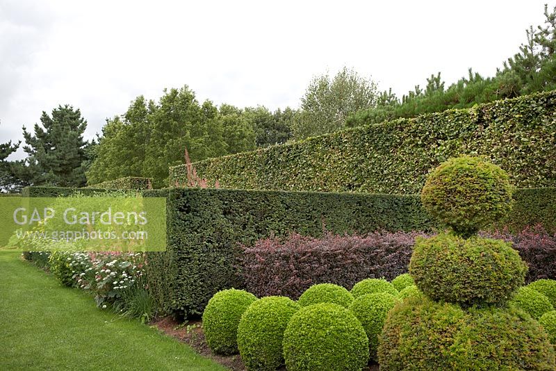 Hedge compartments of box balls en masse, clipped yew, hornbeam and purple Berberis hedges. Bed in background includes Rudbeckia, Alliums and Macleaya - East Ruston Old Vicarage