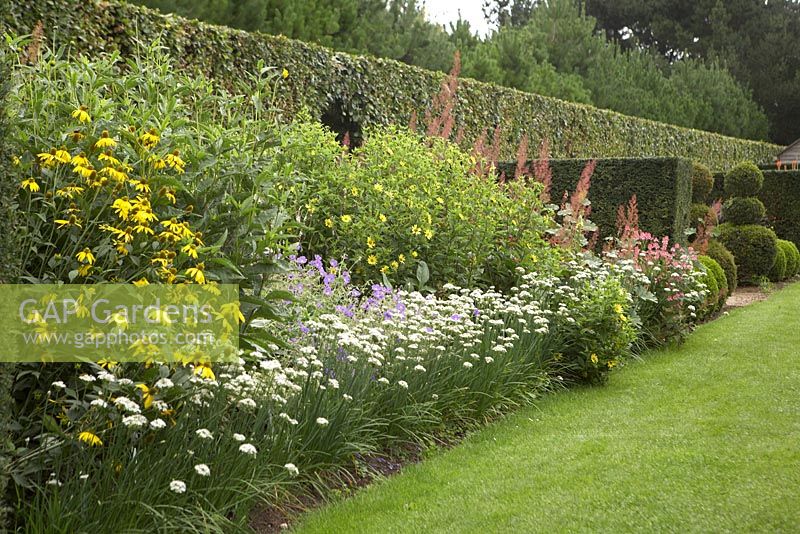 Hedge compartments of Rudbeckia, Alliums, Geraniums and Macleaya. Background compartment shows contrasting planting of clipped yew and box balls - East Ruston Old Vicarage  