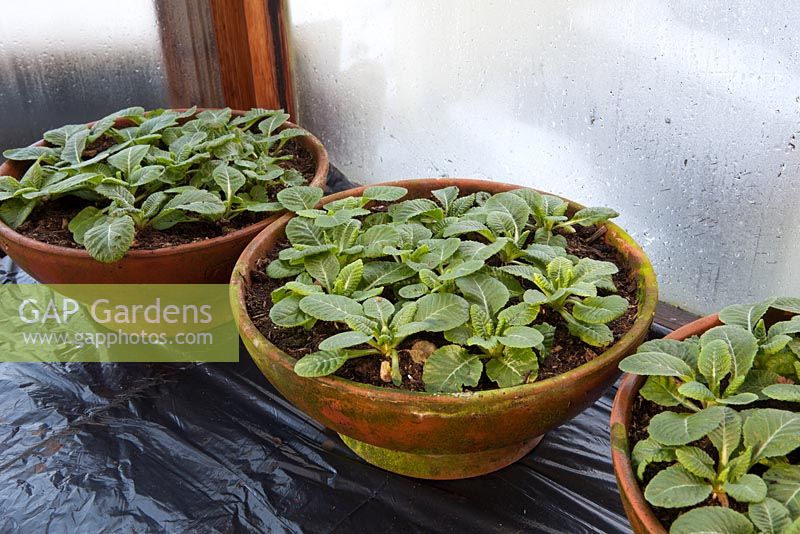 Young Primula plants in terracotta pots, overwintering in cold greeenhouse