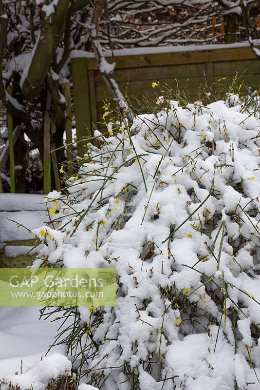 Snow on Jasminium nudiflorum - Winter jasmine