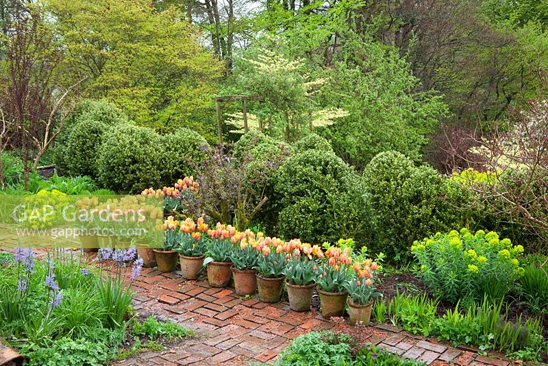 Cloud pruned hedge with lines of Tulipa 'Princes Irene' in pots along the path
