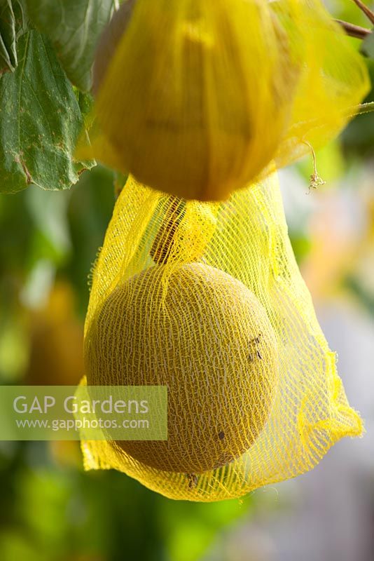 Melons hanging in nets