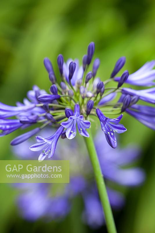 Agapanthus 'Navy Blue' syn A. 'Midnight Star' - African lily