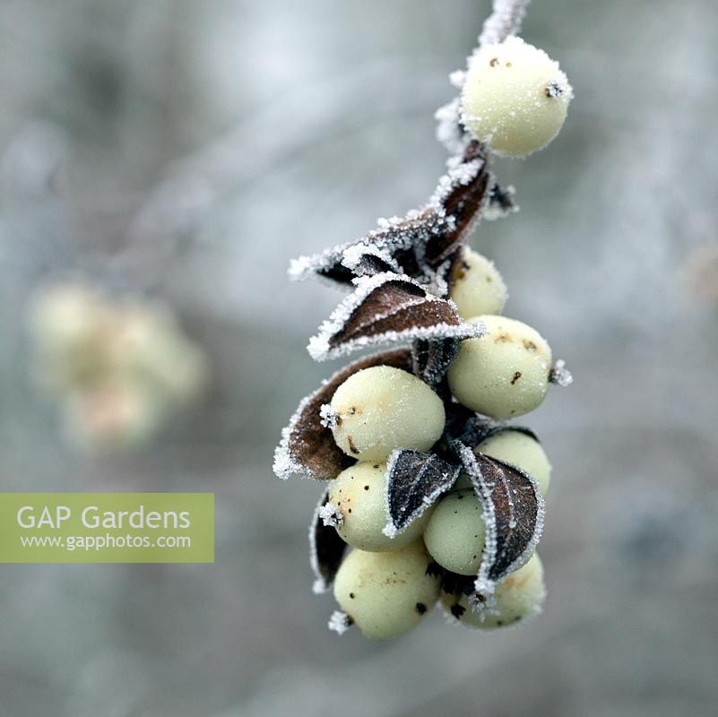 Snowberries frosted in winter