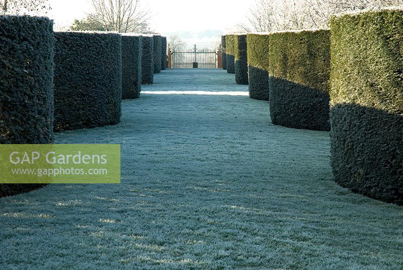 Serpentine Taxus - yew hedges leading to decorative iron gate with frost in December