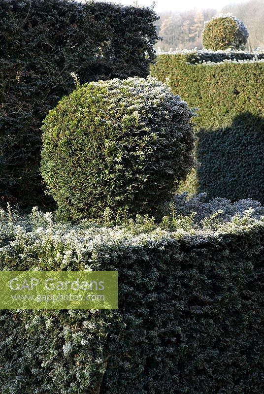 Taxus - Yew topiary ball on top of yew hedging with frost in December 