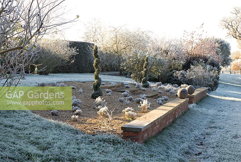 Buxus - Box spirals in a gravel semi circular bed with Lavandula - Lavender with Frost in December