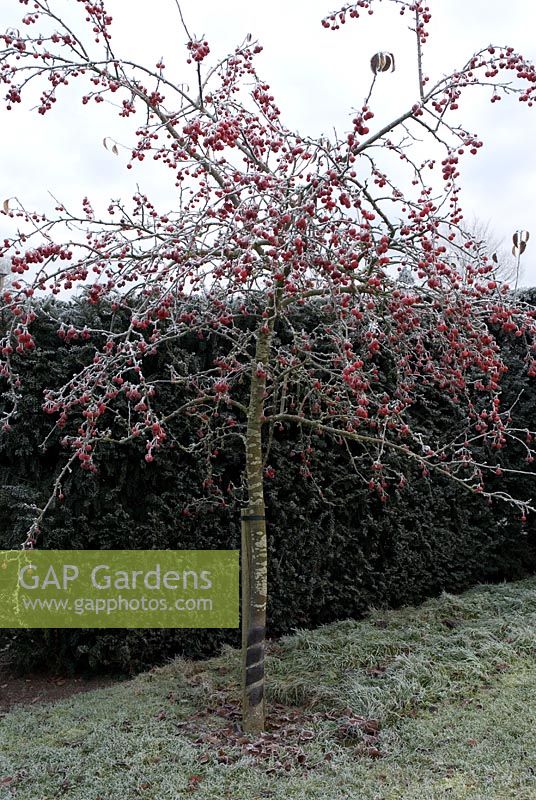 Malus - crab apple tree in front of a Taxus - yew hedge with frost in December