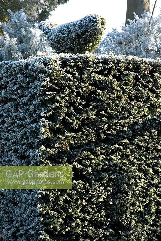 Taxus - Yew pillar with topiary yew bird with frost in December 
