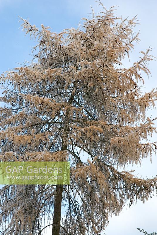Larix - Larch tree with frost in December