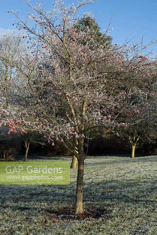 Malus - crab apple tree with frost in December