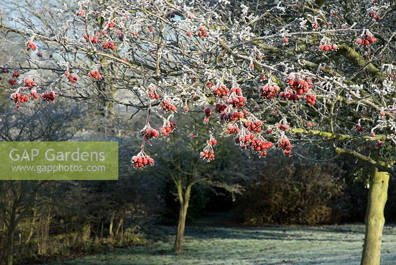 Malus - crab apple tree with fruit and frost in December