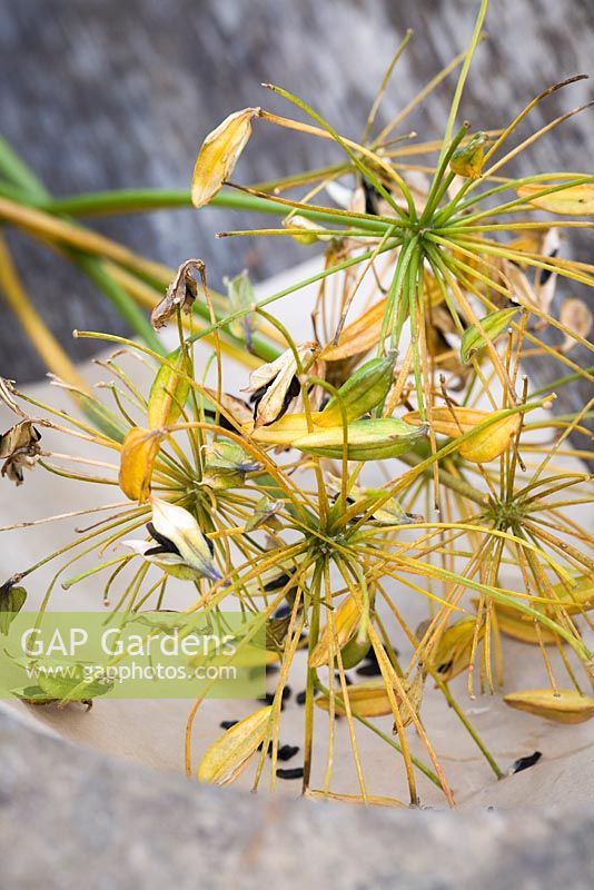 Collecting seeds from agapanthus by drying out with paper underneath