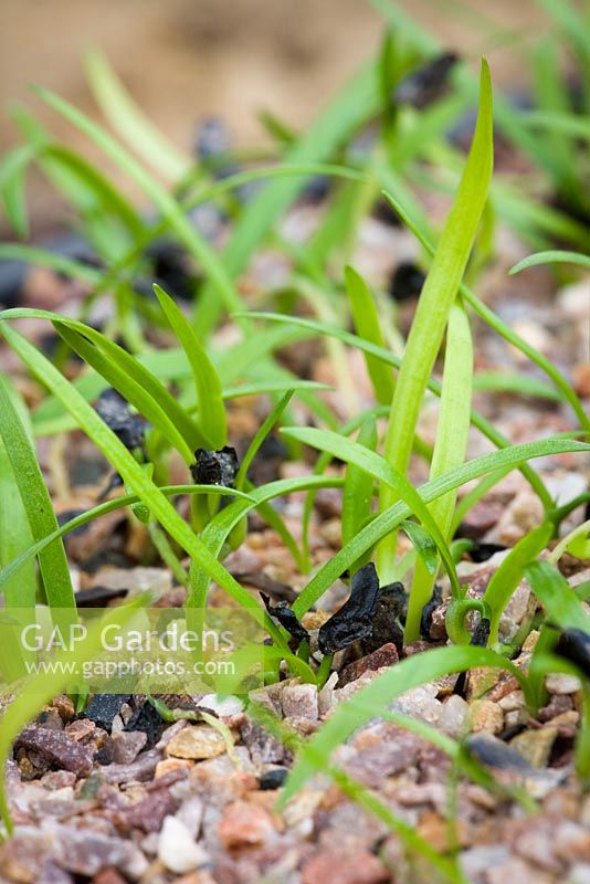 Germinated agapanthus seedlings in tray